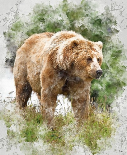 Natures window grizzly bear - window,